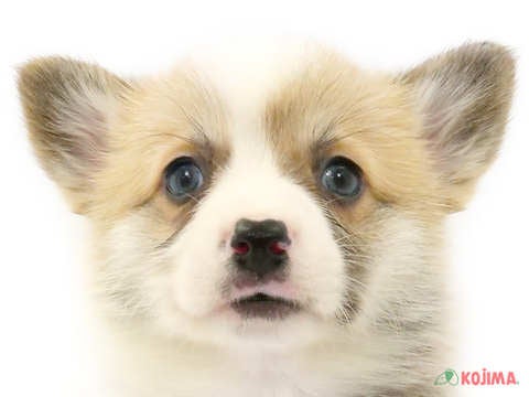 埼玉県のウェルシュコーギーペンブローク (コジマニトリ川越店/2023年9月28日生まれ/女の子/レッドホワイト)の子犬