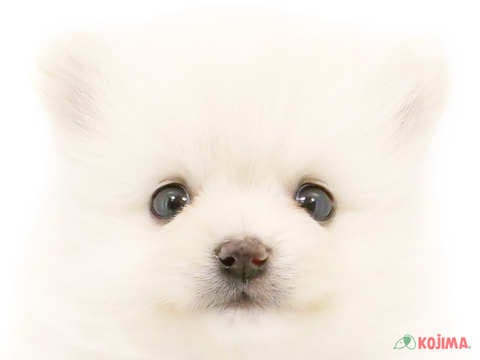 東京都のポメラニアン (コジマアリオ葛西店/2023年9月30日生まれ/男の子/クリーム)の子犬