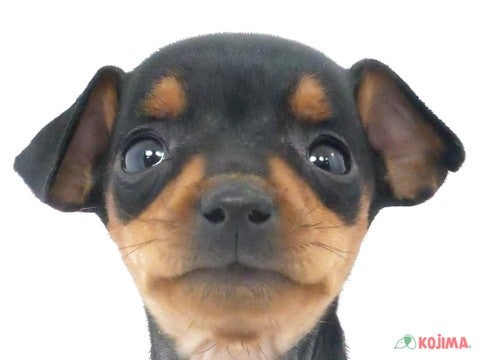 神奈川県のミニチュアピンシャー (コジマ横浜青葉店/2023年9月30日生まれ/女の子/ブラックタン)の子犬
