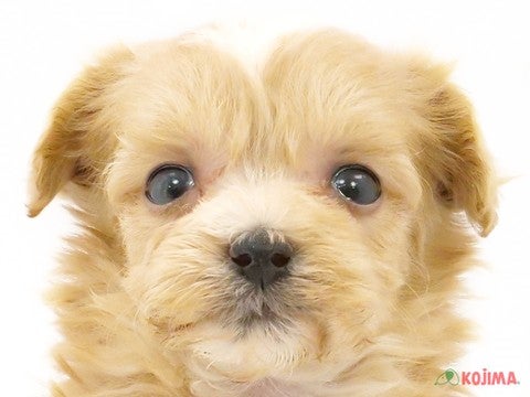 東京都のマルプー (コジマ花小金井店/2023年9月30日生まれ/女の子/アプリコット)の子犬