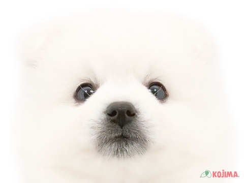 東京都の日本スピッツ (コジマ府中店/2023年9月29日生まれ/男の子/ホワイト(白))の子犬