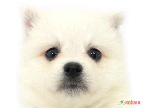 神奈川県の日本スピッツ (コジマアリオ橋本店/2023年9月30日生まれ/男の子/ホワイト(白))の子犬