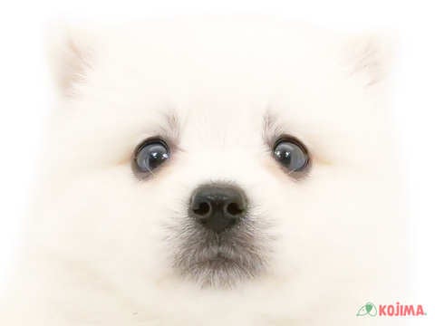 千葉県の日本スピッツ (コジマアリオ蘇我店/2023年9月30日生まれ/女の子/ホワイト(白))の子犬