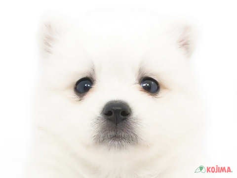 東京都の日本スピッツ (コジマアリオ亀有店/2023年9月30日生まれ/女の子/ホワイト(白))の子犬