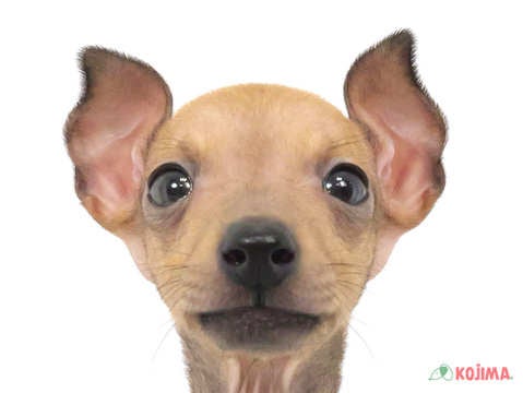 埼玉県のイタリアングレーハウンド (コジマ大宮店/2023年9月28日生まれ/男の子/レッドホワイト)の子犬