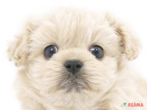 東京都のハーフ犬 (コジマ花小金井店/2023年9月28日生まれ/男の子/クリーム)の子犬