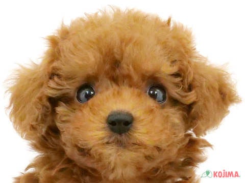千葉県のトイプードル (コジマアリオ柏店/2023年9月30日生まれ/女の子/アプリコット)の子犬
