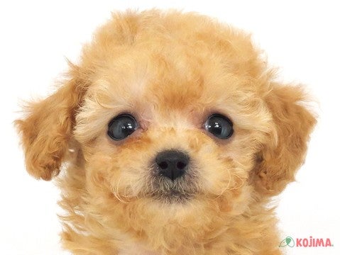 茨城県のトイプードル (コジマイーアスつくば店/2023年9月30日生まれ/女の子/レッド(赤))の子犬