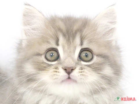 茨城県のサイベリアン (コジマイーアスつくば店/2023年9月30日生まれ/男の子/シルバータビー)の子猫