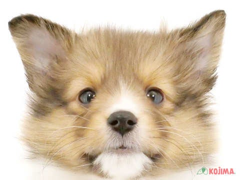 東京都のシェットランドシープドッグ (コジマ木場店/2023年9月30日生まれ/女の子/セーブルホワイト)の子犬