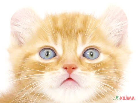 神奈川県のアメリカンカール (コジマベイタウン横浜本牧店/2023年9月30日生まれ/男の子/レッドタビー)の子猫