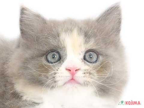 千葉県のサイベリアン (コジマアリオ市原店/2023年10月1日生まれ/女の子/ブルーパッチドタビーホワイト)の子猫