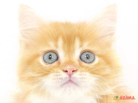 千葉県のサイベリアン (コジマアリオ蘇我店/2023年9月30日生まれ/男の子/レッドタビーホワイト)の子猫