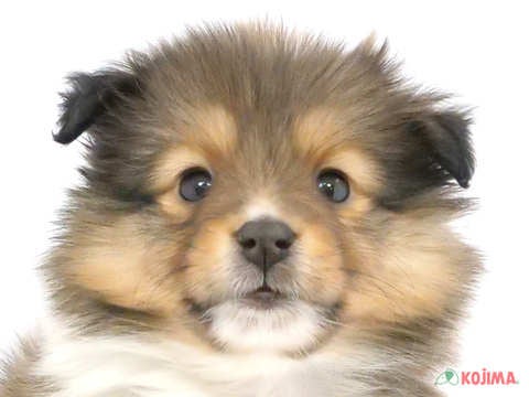 神奈川県のシェットランドシープドッグ (コジマニトリモール相模原店/2023年9月29日生まれ/女の子/セーブルホワイト)の子犬