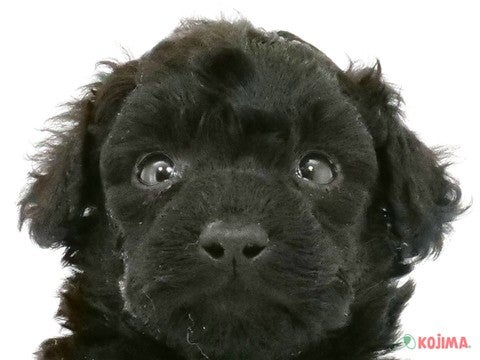 埼玉県のトイプードル (コジマ浦和店/2023年9月30日生まれ/男の子/ブラック(黒))の子犬