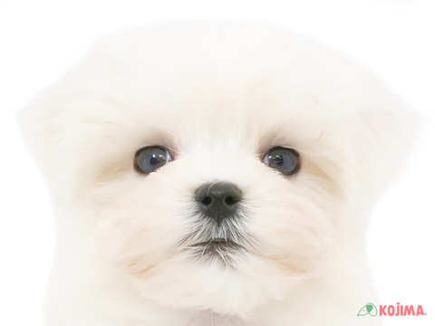 東京都のマルチーズ (コジマ府中店/2023年9月29日生まれ/男の子/ホワイト(白))の子犬
