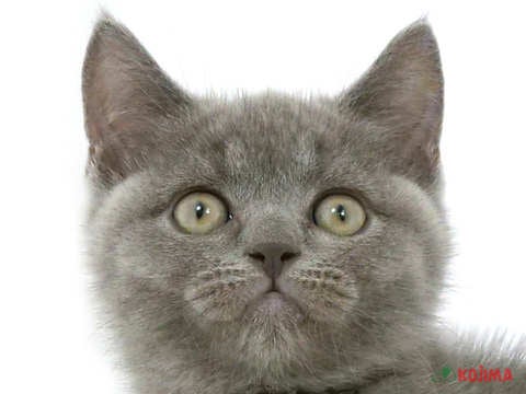 千葉県のブリティッシュショートヘアー (コジマアリオ柏店/2023年9月27日生まれ/女の子/ブルー)の子猫