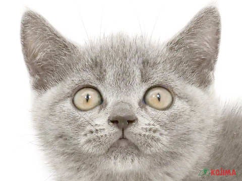 東京都のブリティッシュショートヘアー (コジマソコラ用賀店/2023年9月28日生まれ/男の子/ブルー)の子猫
