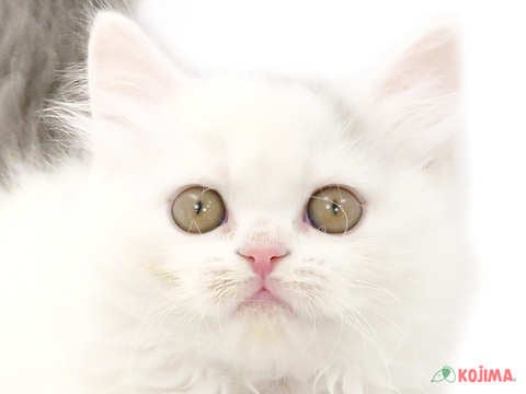 東京都のブリティッシュロングヘアー (コジマ田端店/2023年9月28日生まれ/男の子/ブルーホワイトバン)の子猫