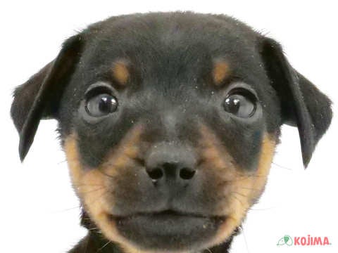 東京都のミニチュアピンシャー (コジマ府中店/2023年10月1日生まれ/男の子/ブラックタン)の子犬