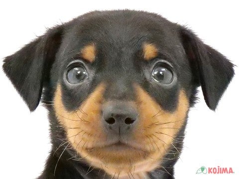 東京都のミニチュアピンシャー (コジマアリオ亀有店/2023年10月1日生まれ/男の子/ブラックタン)の子犬