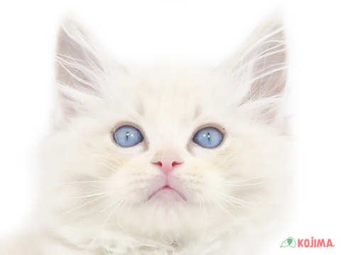 東京都のラグドール (コジマ八王子店/2023年10月1日生まれ/男の子/ブルーポイントバイカラー)の子猫