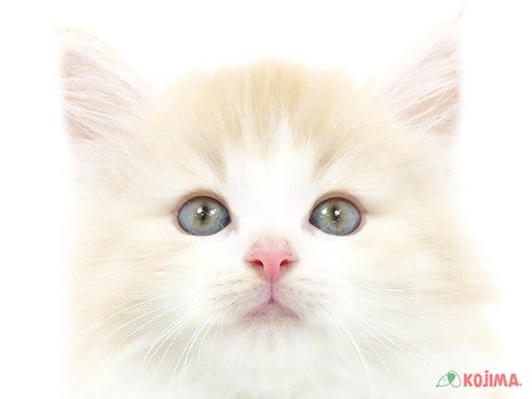 東京都のノルウェージャンフォレストキャット (コジマアリオ北砂店/2023年9月28日生まれ/女の子/クリームタビーホワイト)の子猫