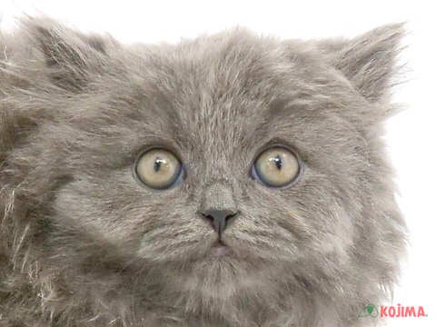 東京都のブリティッシュロングヘアー (コジマソコラ用賀店/2023年9月27日生まれ/男の子/ブルー)の子猫