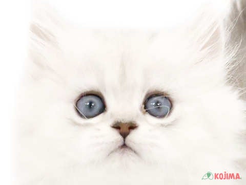 東京都のペルシャ (コジマアリオ亀有店/2023年10月1日生まれ/女の子/チンチラシルバー)の子猫