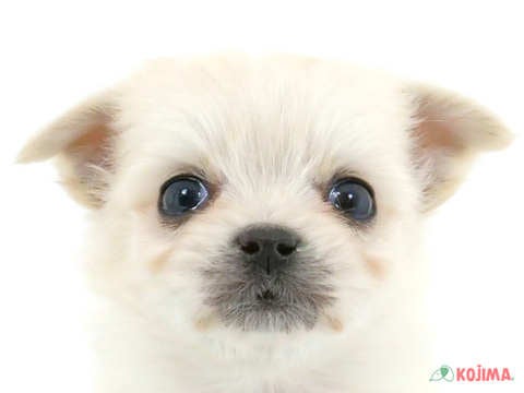 茨城県のチワマル(マルチワ) (コジマイーアスつくば店/2023年10月2日生まれ/女の子/クリーム)の子犬