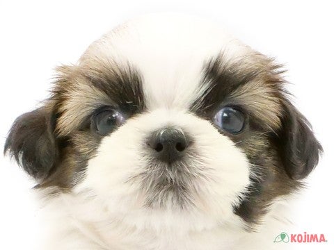神奈川県のシーズー (コジマベイタウン横浜本牧店/2023年10月2日生まれ/男の子/ホワイトゴールド)の子犬