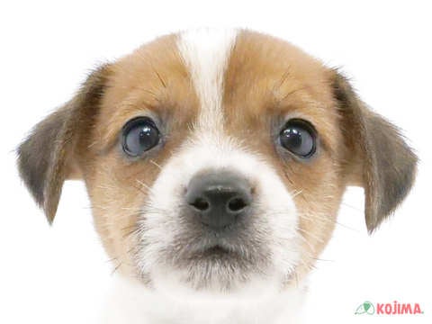 千葉県のジャックラッセルテリア (コジマアリオ柏店/2023年10月2日生まれ/男の子/ホワイトタン)の子犬