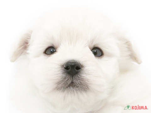 千葉県のポメプー (コジマアリオ蘇我店/2023年10月1日生まれ/男の子/ホワイト(白))の子犬