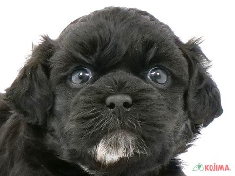 東京都のハーフ犬 (コジマ西篠崎店/2023年10月1日生まれ/男の子/ブラック(黒))の子犬