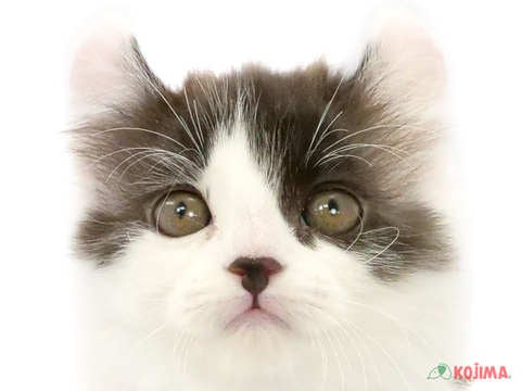 千葉県のアメリカンカール (コジマアリオ蘇我店/2023年9月30日生まれ/女の子/ブラックホワイト)の子猫