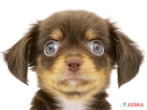 神奈川県のチワックス (コジマニトリモール相模原店/2023年9月18日生まれ/男の子/チョコレートタンホワイト)の子犬