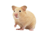 マーシャルフェレット