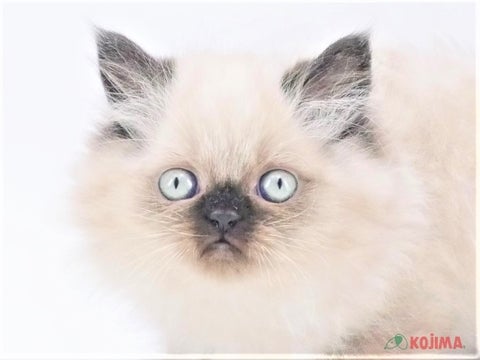 兵庫県のヒマラヤン (コジマ明石店/2023年10月8日生まれ/男の子/シールポイント)の子猫