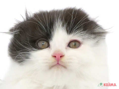 東京都のスコティッシュフォールド (コジマ府中店/2023年11月12日生まれ/男の子/ブラックホワイト)の子猫