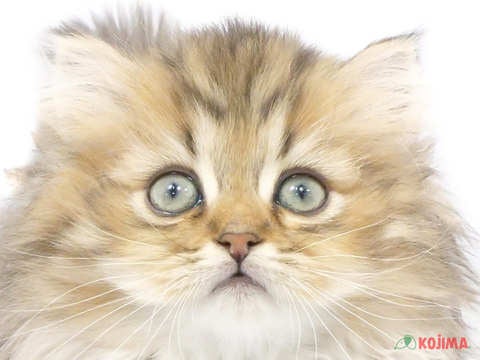 東京都のペルシャ (コジマ府中店/2023年11月11日生まれ/男の子/チンチラゴールデン)の子猫