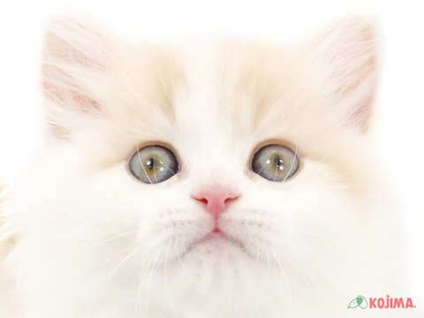 神奈川県のスコティッシュストレート (コジマニトリモール相模原店/2023年11月25日生まれ/男の子/クリームタビーホワイト)の子猫