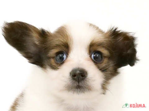 千葉県のパピヨン (コジマ四街道店/2023年12月4日生まれ/男の子/ホワイトブラウン)の子犬