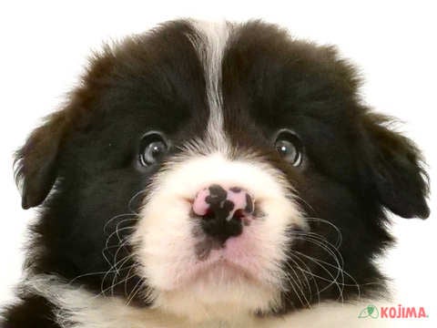 東京都のボーダーコリー (コジマ目黒碑文谷店/2023年12月6日生まれ/男の子/ブラックホワイト)の子犬