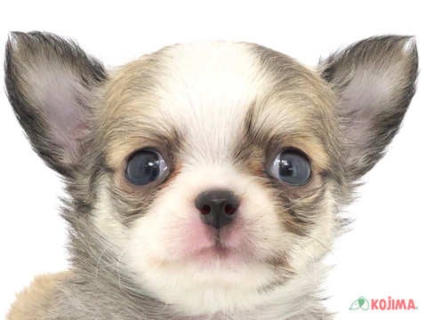 千葉県のチワワ(ロング) (コジマアリオ柏店/2023年12月4日生まれ/女の子/レッドホワイト)の子犬