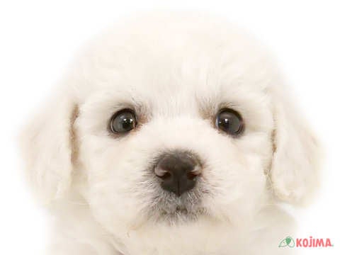 東京都のビションフリーゼ (コジマ竹ノ塚店/2023年12月10日生まれ/男の子/ホワイト)の子犬