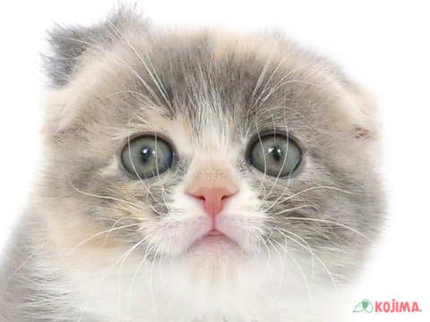 東京都のスコティッシュフォールド (コジマ目黒碑文谷店/2023年12月9日生まれ/女の子/ブルーパッチドタビーホワイト)の子猫