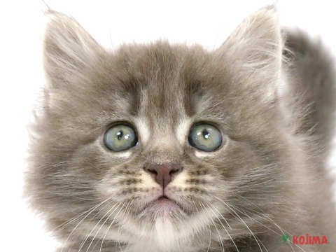 神奈川県のメインクーン (コジマニトリモール相模原店/2023年12月13日生まれ/女の子/ブルータビー)の子猫