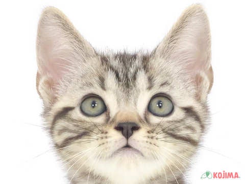 東京都のアメリカンショートヘアー (コジマ府中店/2023年12月17日生まれ/男の子/シルバータビー)の子猫