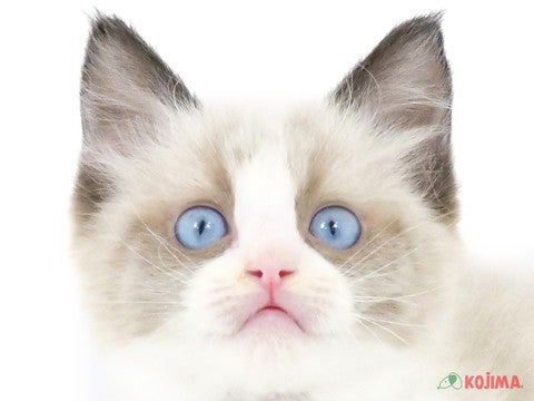 東京都のラグドール (コジマ府中店/2023年12月15日生まれ/男の子/シールポイントバイカラー)の子猫