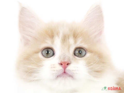 東京都のサイベリアン (コジマ府中店/2023年12月13日生まれ/女の子/クリームタビーホワイト)の子猫